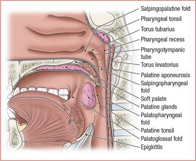 thumbs/Mucosal Folds of Pharynx.jpeg.jpg